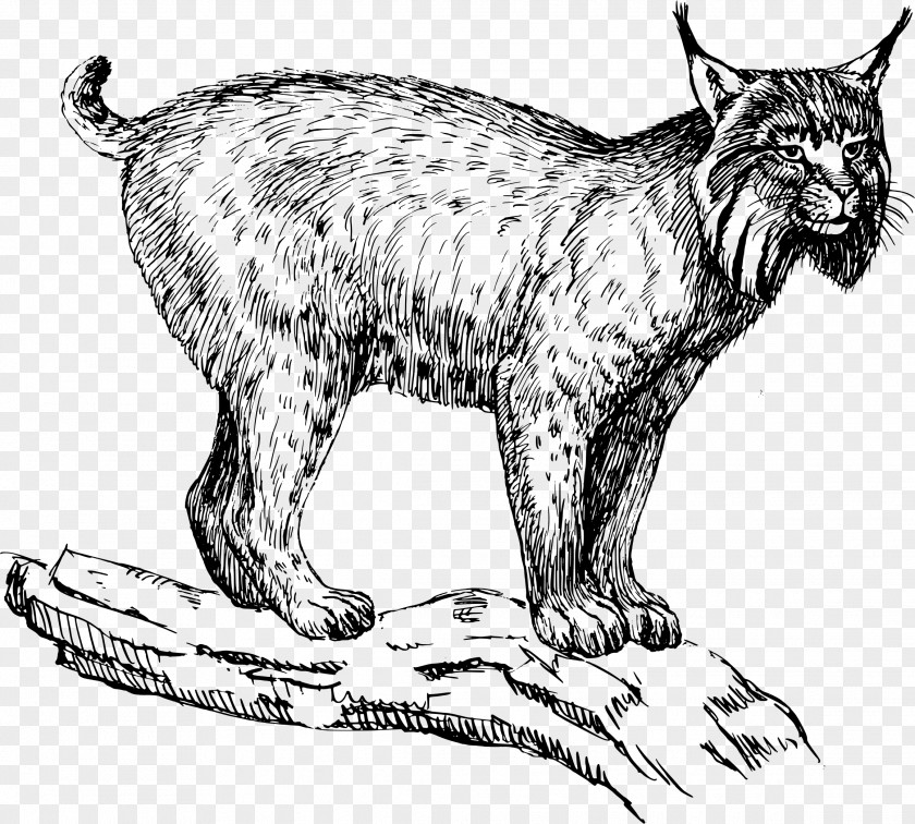 Chinese Mountain Eurasian Lynx Felidae Wildcat Bobcat Clip Art PNG