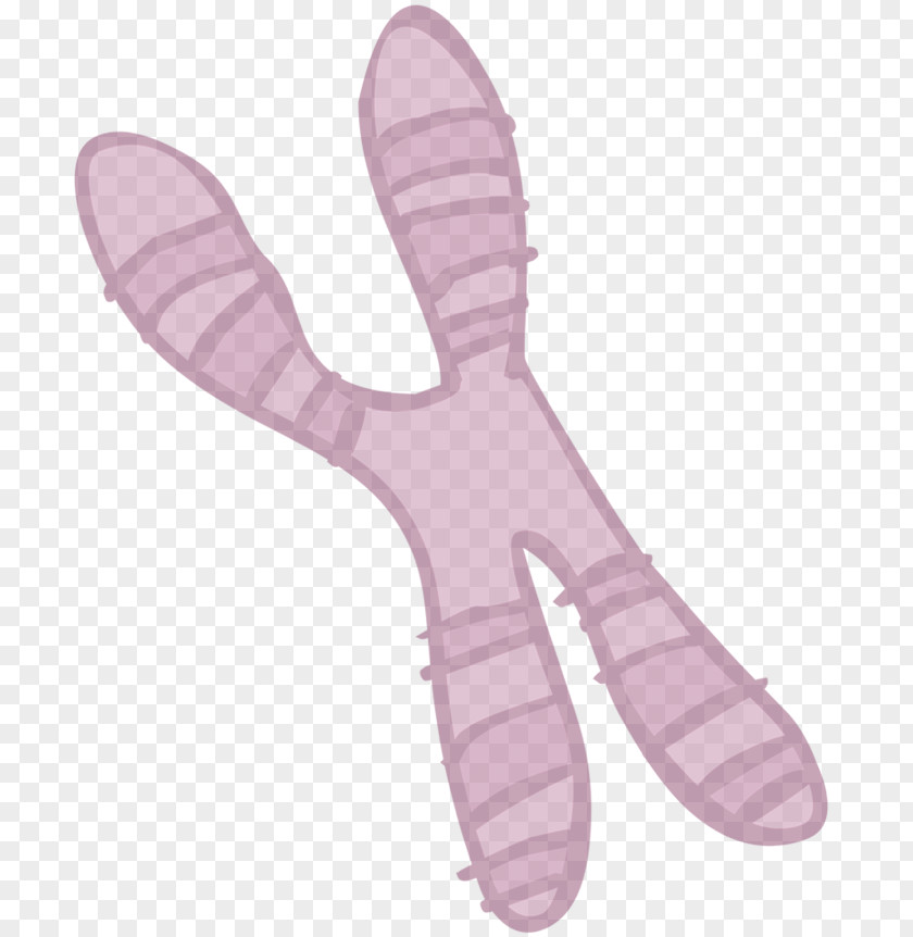 ESPECIES Drawing Chromosome Species Coloring Book PNG