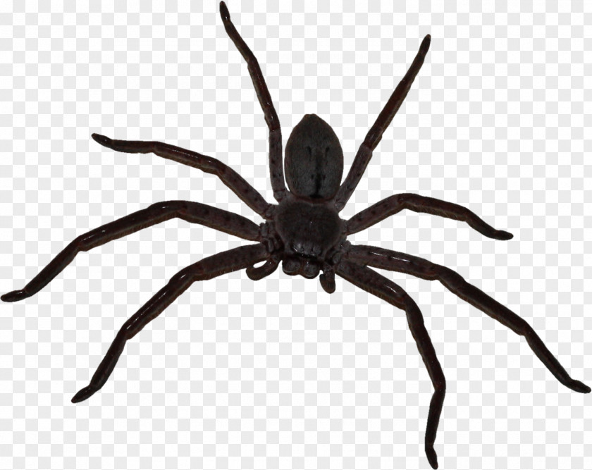 Big Spider PNG