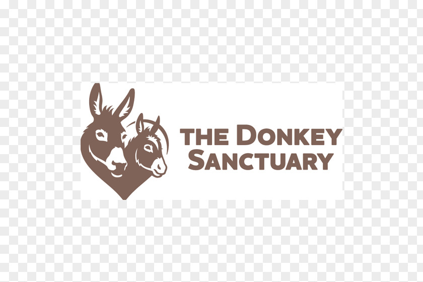 Donkey The Sanctuary Devon Sidmouth Mule Charitable Organization PNG