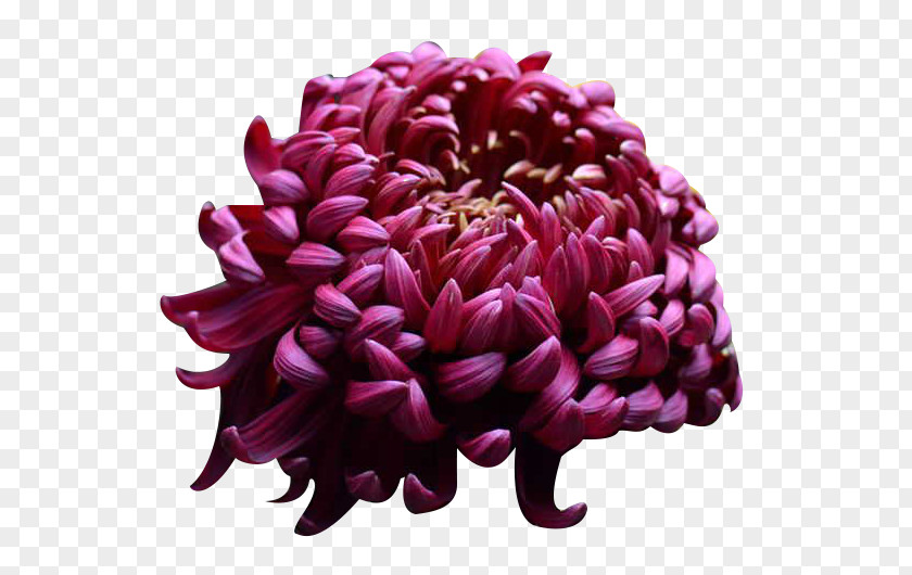 Ink Chrysanthemum Picture Material U4e2du56fdu83cau82b1 Xd7grandiflorum Four Gentlemen PNG