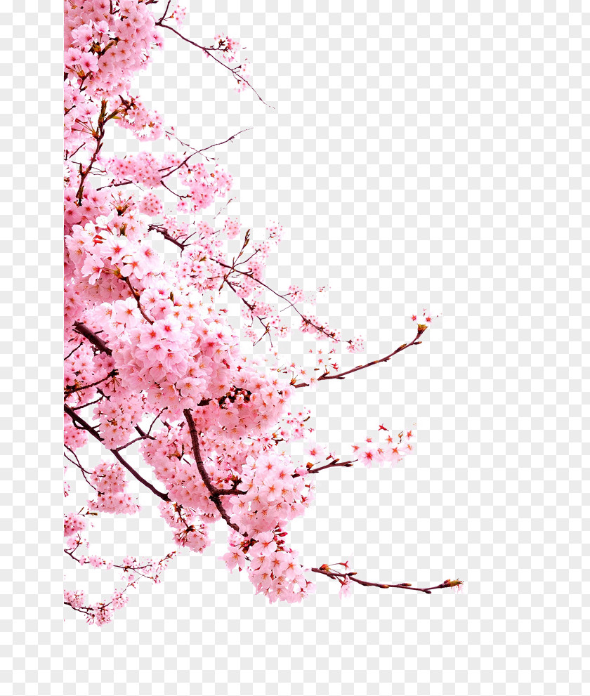 Japanese Cherry Blossoms Blossom Flower PNG