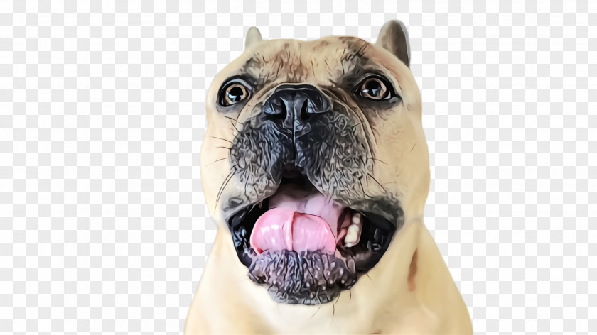 Pug Tongue Dog Breed Snout Nose PNG