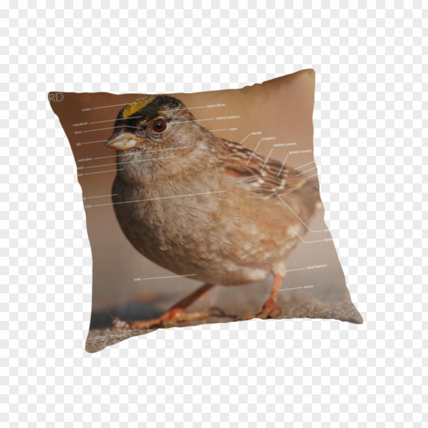 Sparrow Bird Throw Pillows Cushion Beak PNG