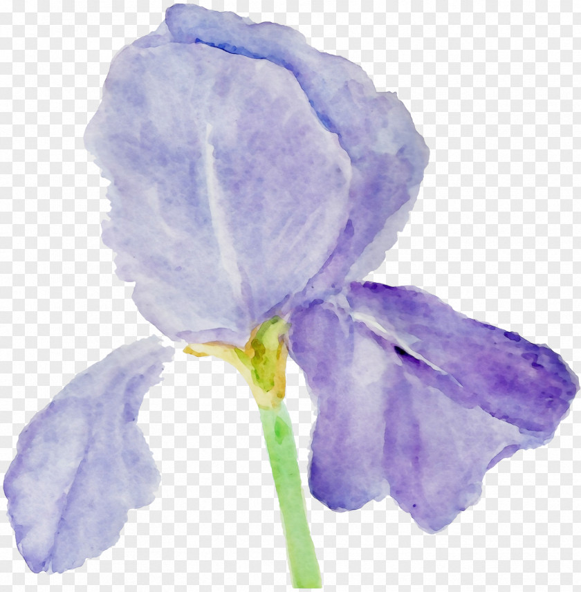 Violet Family Watercolor Paint Purple Flower PNG