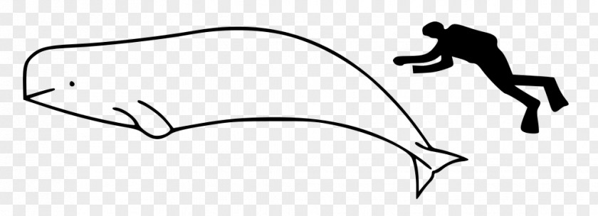Beluga Whale Toothed Narwhal Killer Polar Bear PNG