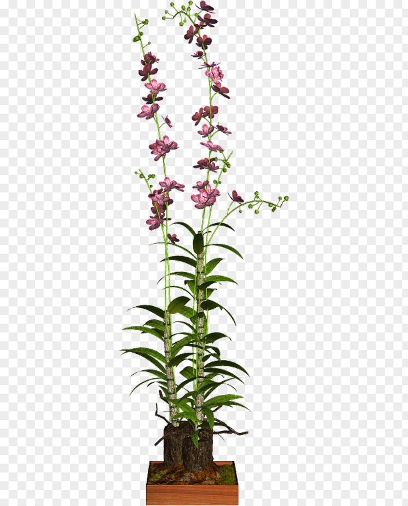 Dendrobium Houseplant Flowerpot 12 June Shrub PNG