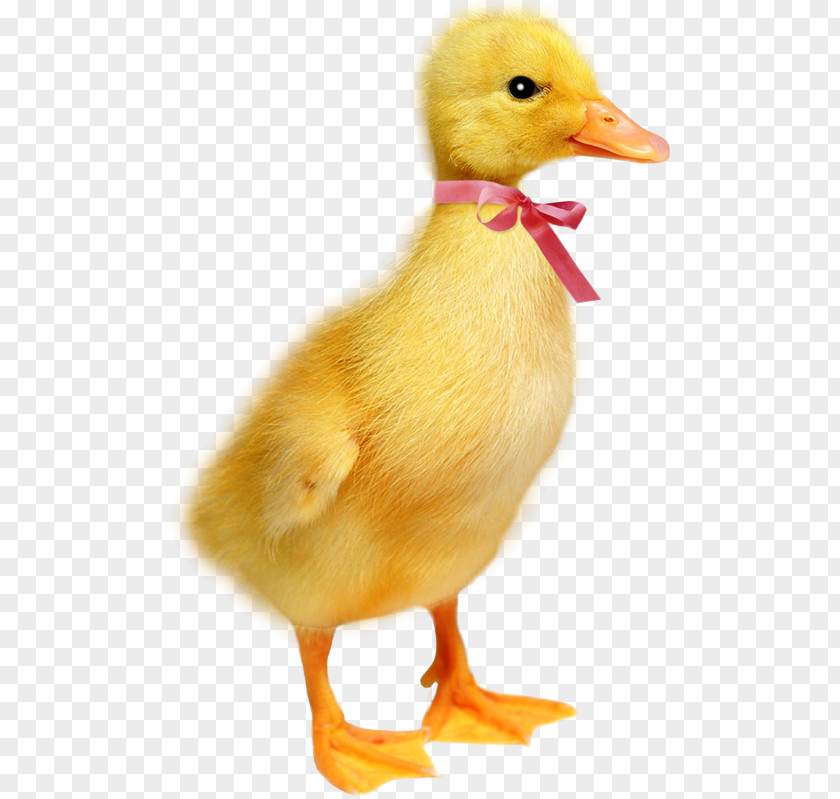 Duck Easter Photography Clip Art PNG