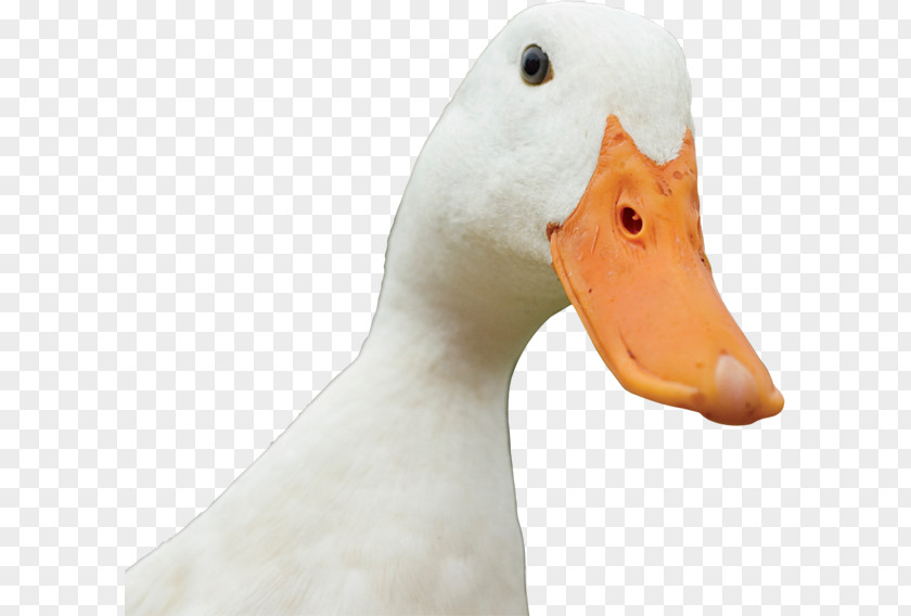 Duck Salted Egg Goose PNG