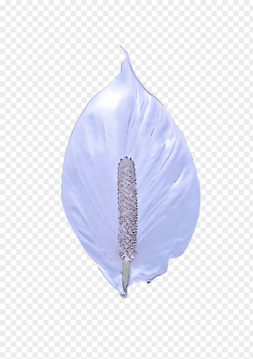 Iris Arum Family Feather PNG