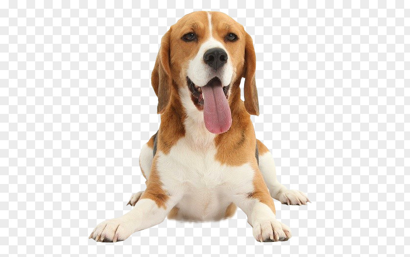 Puppy Beagle Harrier English Foxhound Dog Breed PNG