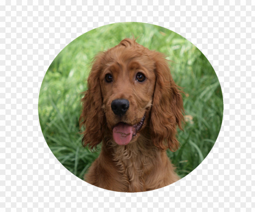 Puppy Irish Setter Boykin Spaniel Field English Cocker Sussex PNG