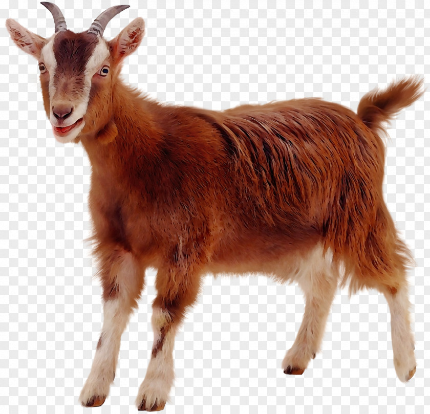 Pygmy Goat Rove Toggenburg Boer Golden Guernsey PNG