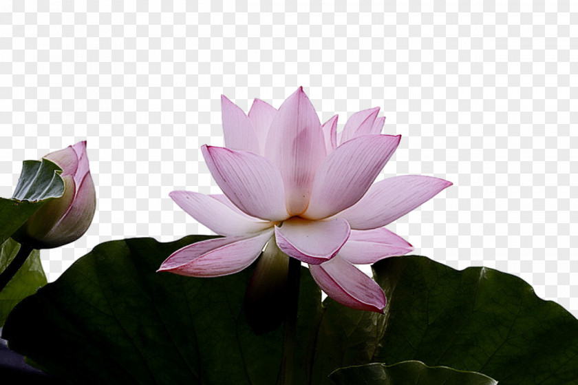 Sacred Lotus Nelumbonaceae Petal Flora Flower PNG
