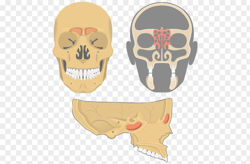Skull Paranasal Sinuses Ethmoid Bone Nasal Cavity Sinus PNG