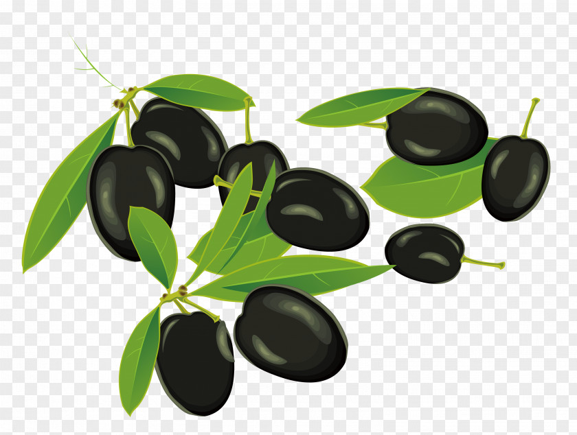 Vector Olive Beans Fruit PNG