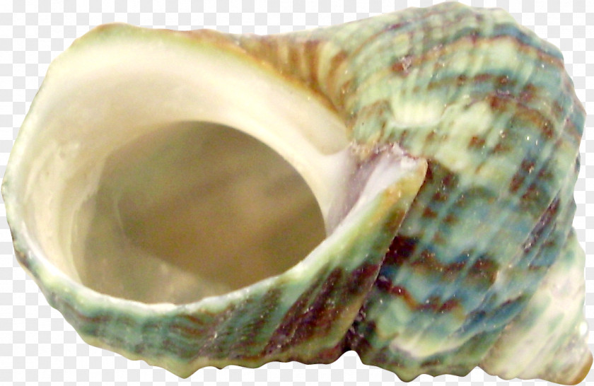 Conch Pattern Photography Montage Film Editing MER Primary Care Conferences Eye PNG