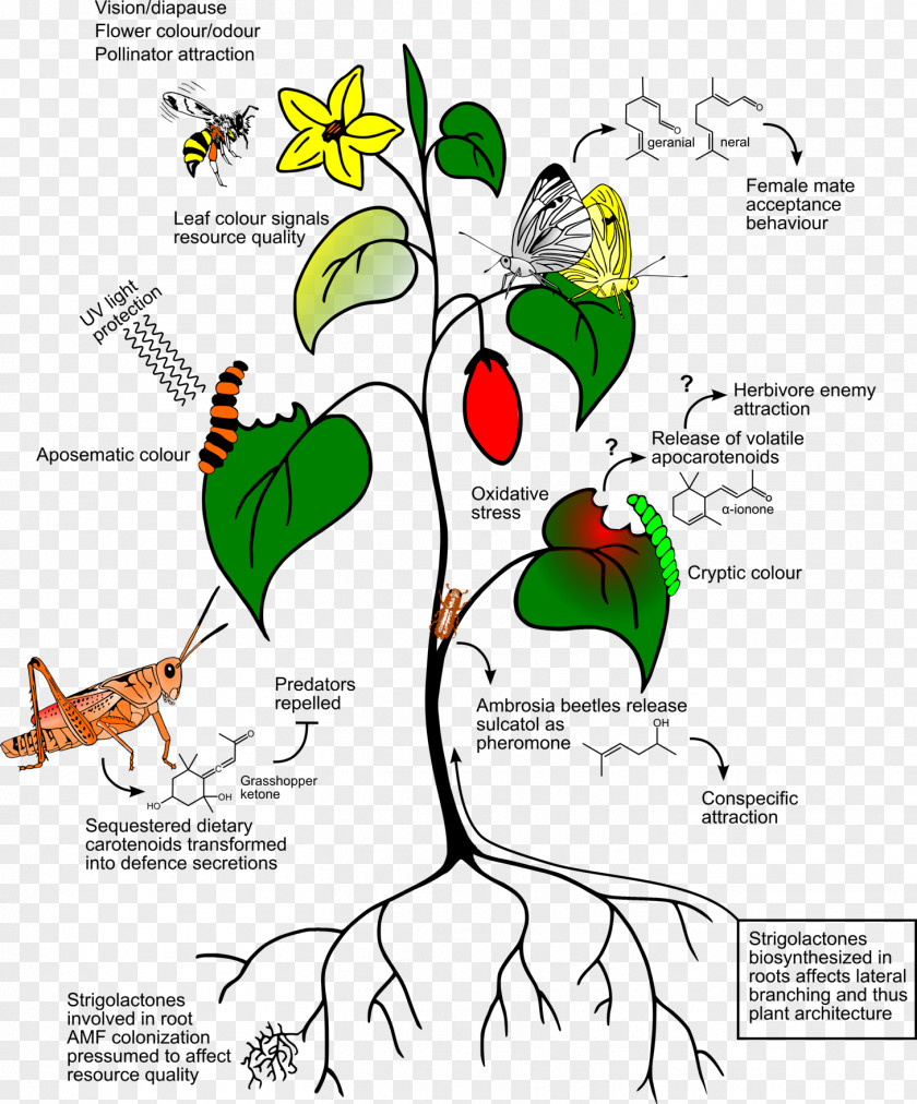 Ecological Environment Plant Insect Carotenoid Chemistry Organism PNG