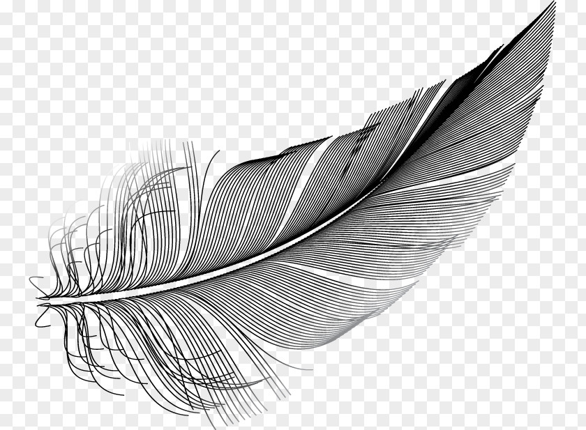 Feather Illustration Owl Image Royalty-free PNG