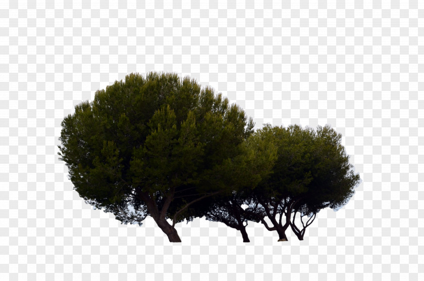 Fir-tree Tree Plant Pine PNG