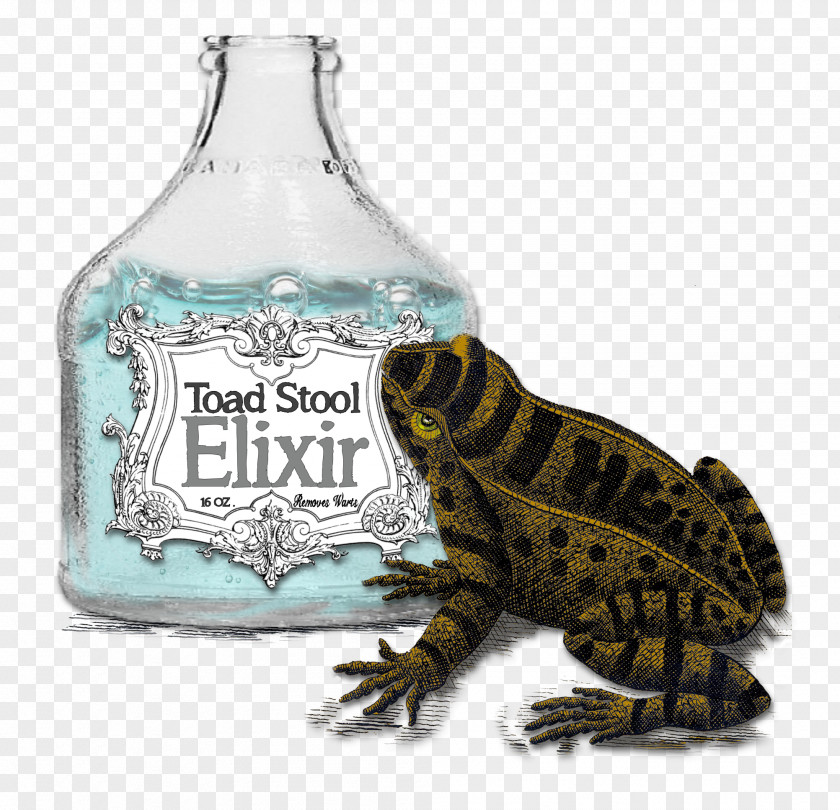 Frog Glass Bottle Reptile PNG