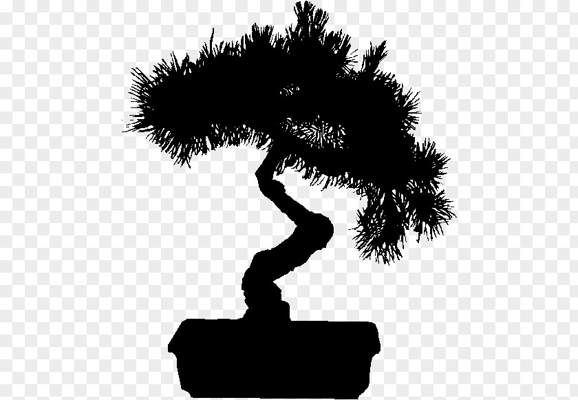 Sandpaper Fig Bonsai Tree Clip Art Plants Chinese Elm PNG