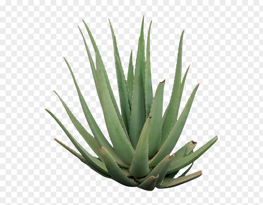 Tambourine Green Agave Azul Nectar Aloe Vera Flowerpot PNG