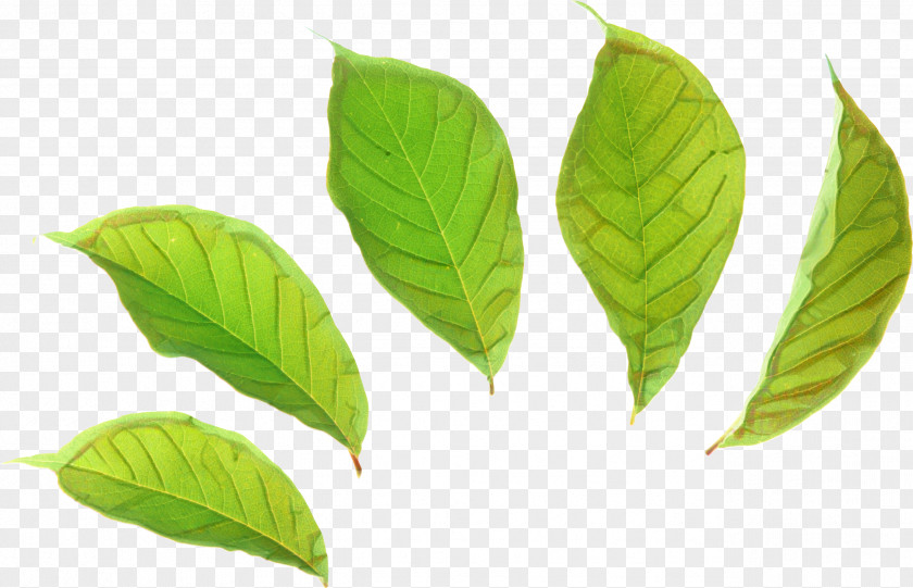 Bay Leaf Coca Woody Background PNG