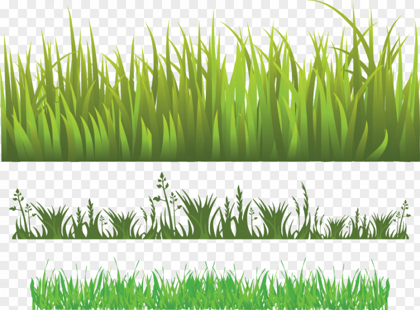 Curly Grass Pattern Herbaceous Plant Meadow Lawn PNG