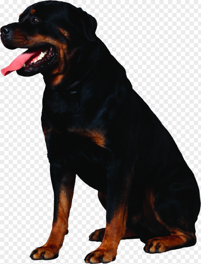 Dog Rottweiler Greater Swiss Mountain Puppy Cat PNG