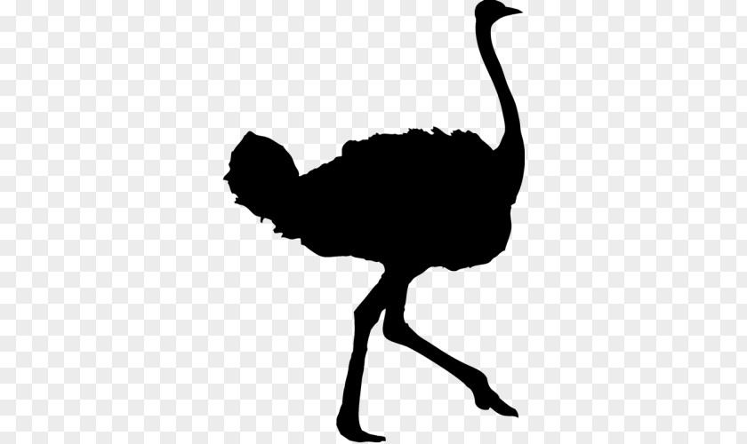 Emu Common Ostrich Bird Silhouette PNG