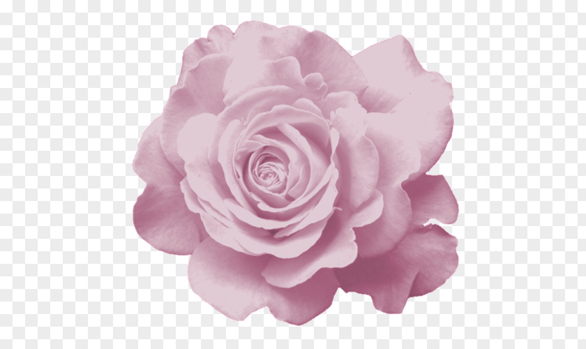 Flower Garden Roses Cabbage Rose Floribunda Petal PNG