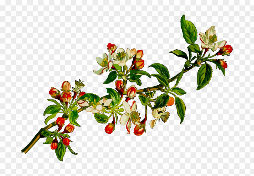 Silver Buffaloberry Lingonberry Rose Hip Holly PNG