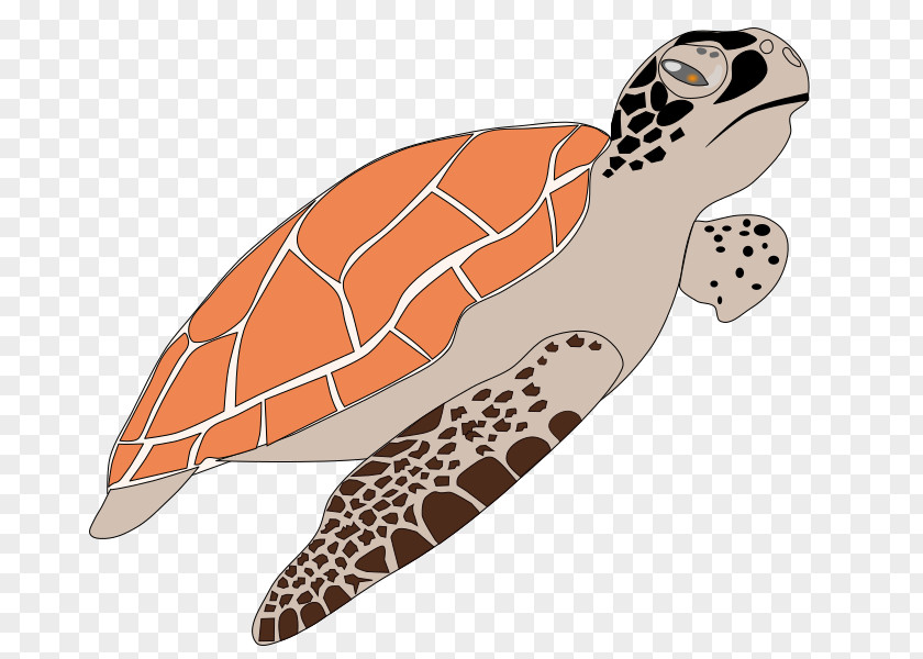 Turtle School Cliparts Sea Cartoon Clip Art PNG