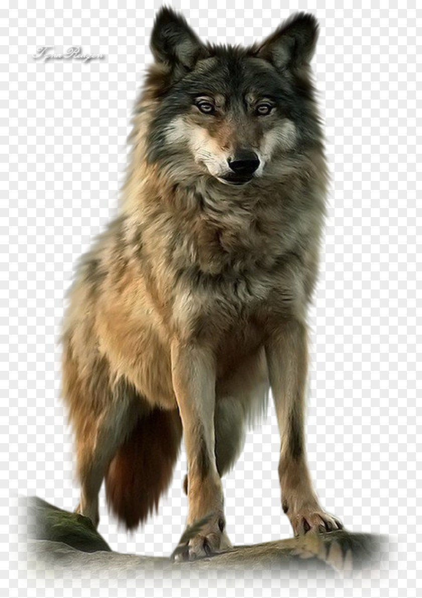 American Wolf A True Story Of Survival And Obsession In The West Dog Mexican Pack Native Americans United States PNG of and in the wolf States, ​​wolf, clipart PNG
