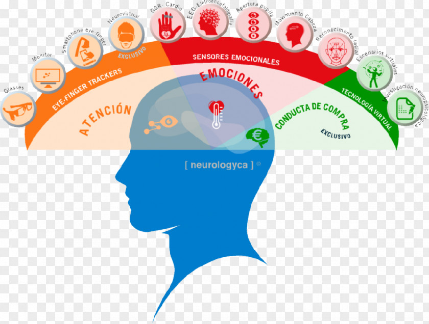Attention Neuromarketing Neuroscience Neuroimaging Emotion PNG