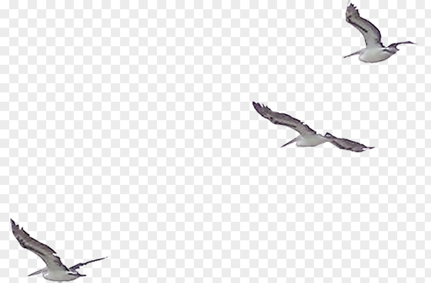Bird European Herring Gull Clip Art PNG