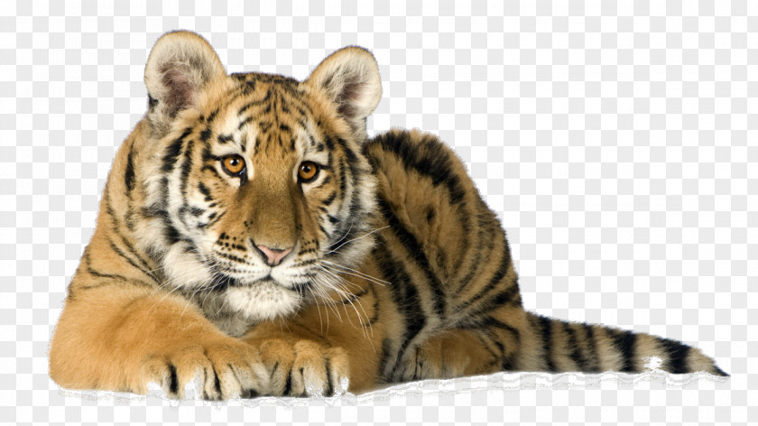 Cat Kitten Desktop Wallpaper Picture Frames Siberian Tiger PNG