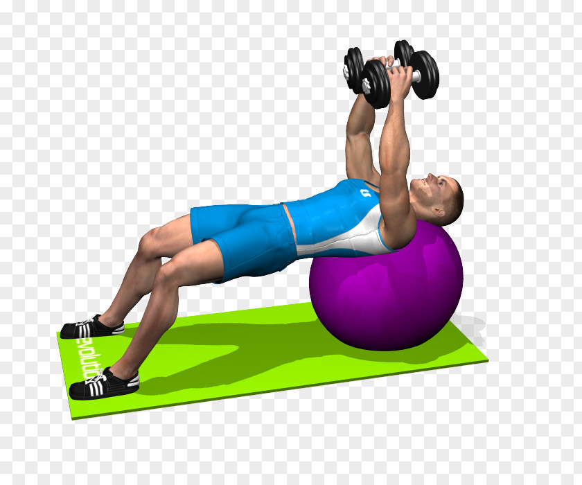 Dumbbell Fly Exercise Balls Physical Fitness Crunch Bench PNG