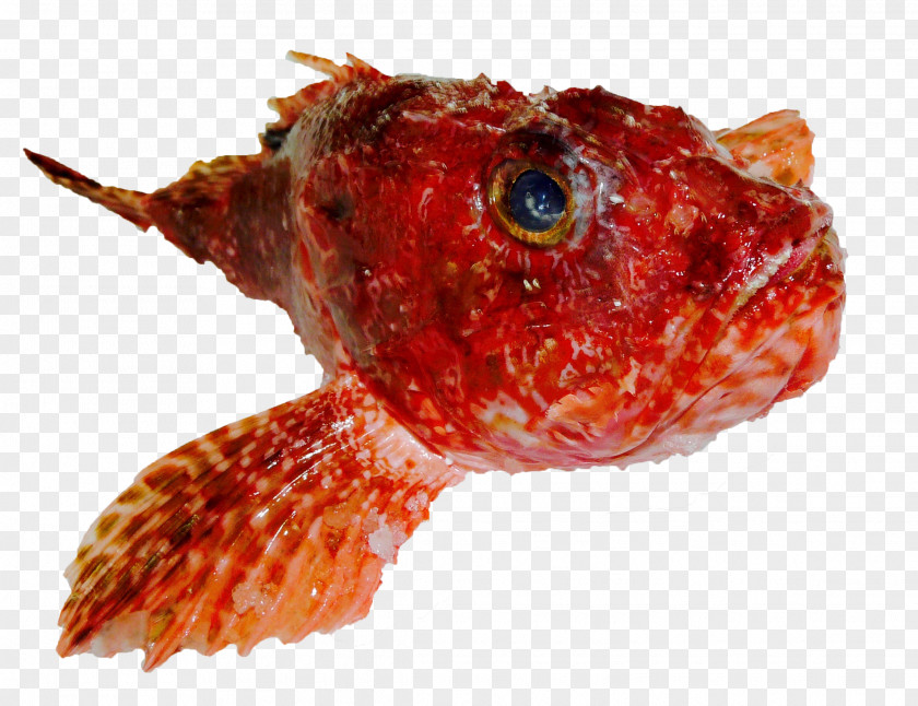 Fish Grouper Common Dentex Red Mullet Sole PNG