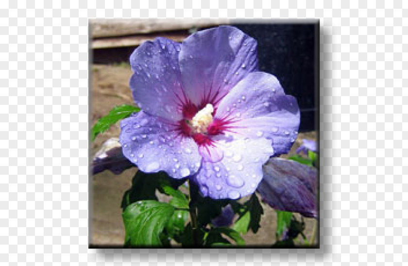 Flower Shoeblackplant Common Hibiscus Blue Archeri PNG