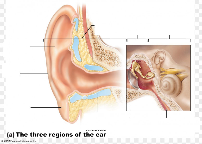 Organs Middle Ear Anatomy Special Senses Eardrum PNG