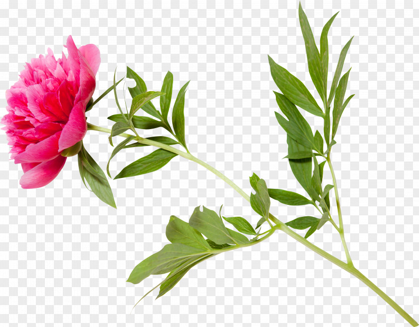 Peony Leaf Plant Stem Cut Flowers PNG