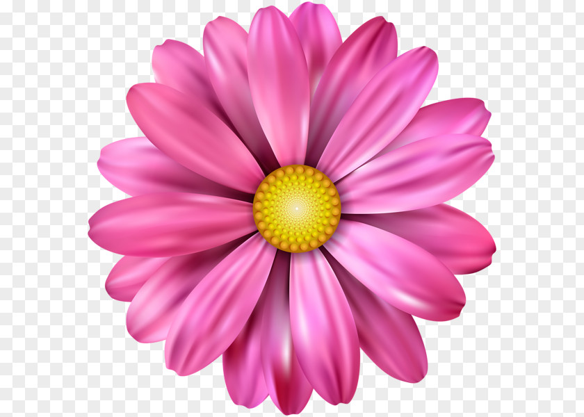 Pink Flower Calendar Petal Drawing PNG