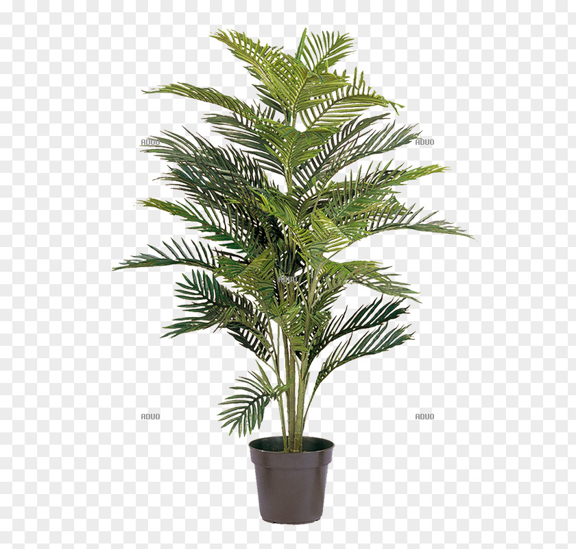 Tree Areca Palm Arecaceae Howea Forsteriana Plant PNG