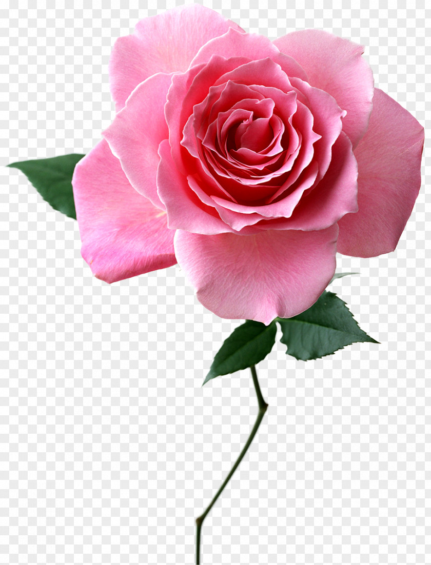 Variety Of Flowers Cut Pink Rose Essential Oil PNG