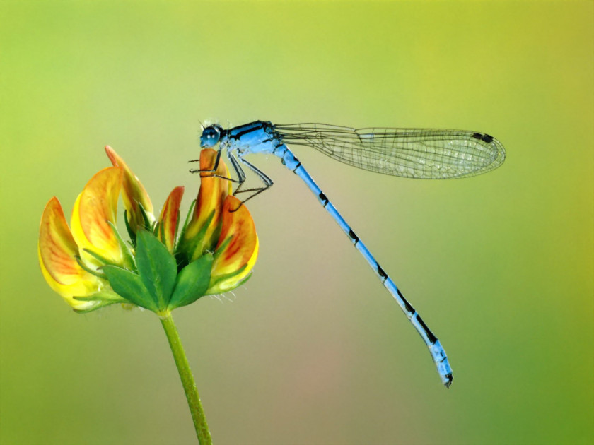 Dragonfly Insect Desktop Wallpaper Animal Damselfly PNG
