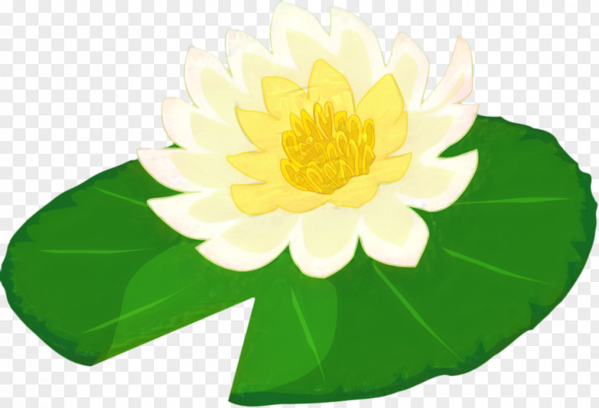 Perennial Plant Sacred Lotus Drawing Of Family PNG