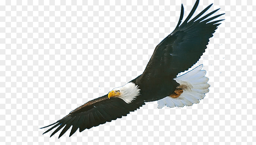 Bird Bald Eagle Norcross Elementary School Golden PNG