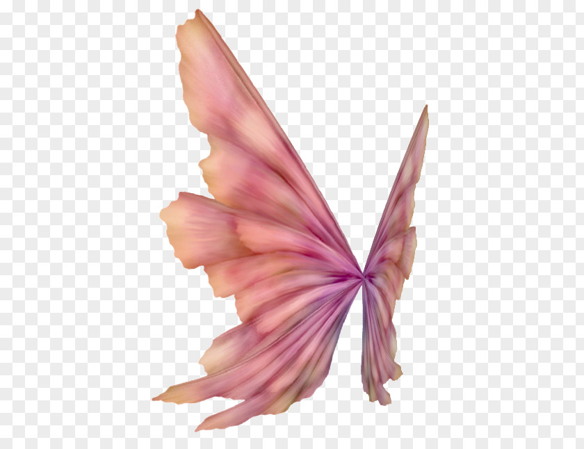 Blog Feather TinyPic PNG